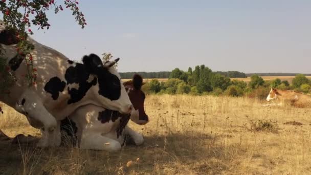 Koeien grazen in de weide, waar het gras door de hitte verbrandde. — Stockvideo