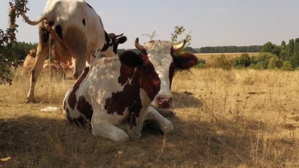 Krávy se pasou na louce, kde tráva hoří žárem. — Stock video