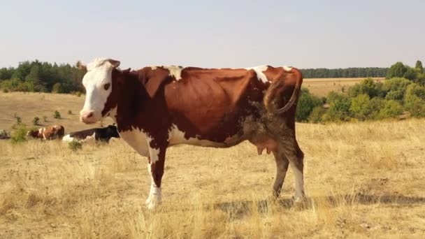 Cows graze in the meadow, where the grass burned from the heat. — ストック動画