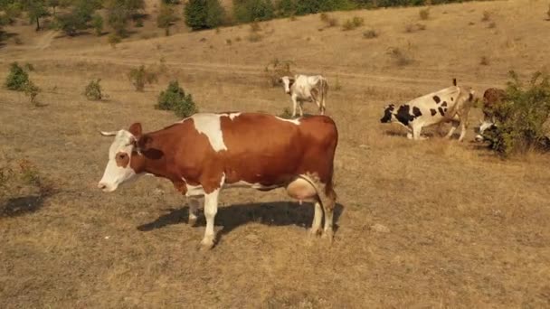 Les vaches paissent dans la prairie, où l'herbe brûle de la chaleur . — Video