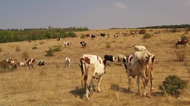 Kor betar på ängen, där gräset brinner av värmen. — Stockvideo
