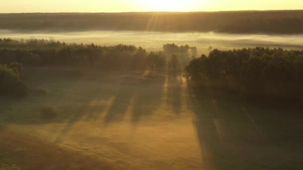 4K Volando sobre el prado de verano de la mañana en la niebla, hermoso paisaje de verano, de alta calidad — Vídeo de stock
