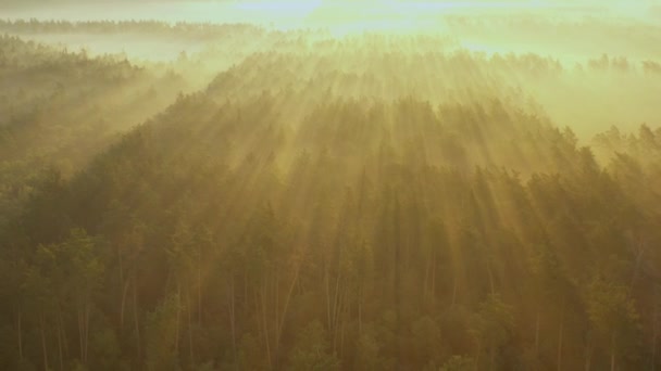 Bzukot poletující přes léto rozostřený Les časně ráno. Sluneční paprsky prořízl mlhou. — Stock video