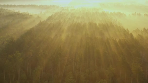 En drönare som flyger över en sommar suddig skog tidigt på morgonen. Solens strålar skär genom dimman. — Stockvideo