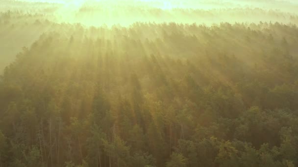 Un dron volando sobre un bosque borroso de verano temprano en la mañana. Los rayos del sol cortan la niebla . — Vídeos de Stock