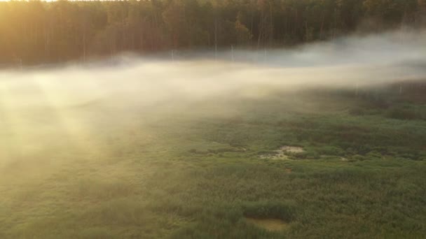 Um drone voando sobre uma floresta turva de verão no início da manhã. Os raios de sóis atravessam o nevoeiro . — Vídeo de Stock