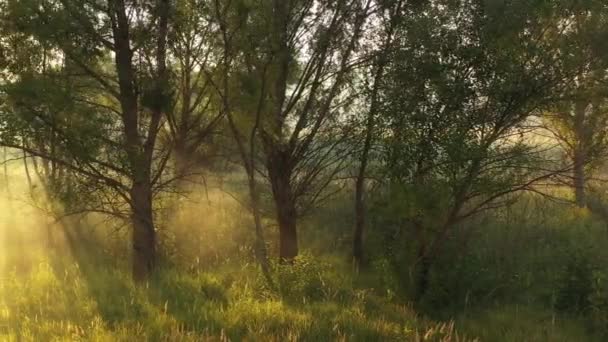 En drönare som flyger över en sommar suddig skog tidigt på morgonen. Solens strålar skär genom dimman. — Stockvideo