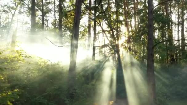Un dron volando sobre un bosque borroso de verano temprano en la mañana. Los rayos del sol cortan la niebla . — Vídeos de Stock