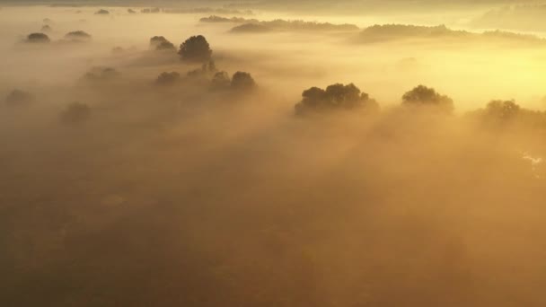 Een drone vliegt vroeg in de ochtend over een zomers wazig bos. De zonnen stralen snijden door de mist. — Stockvideo