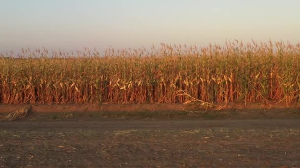 Conceito de cultura e agricultura, drone voando sobre o campo de milho fresco . — Vídeo de Stock