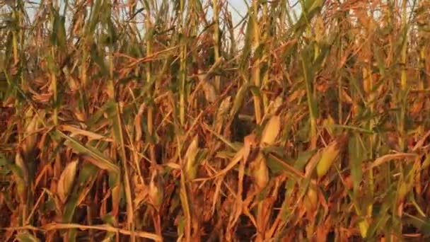 Crop and agriculture concept, drone flying over field of fresh corn. — Stock Video