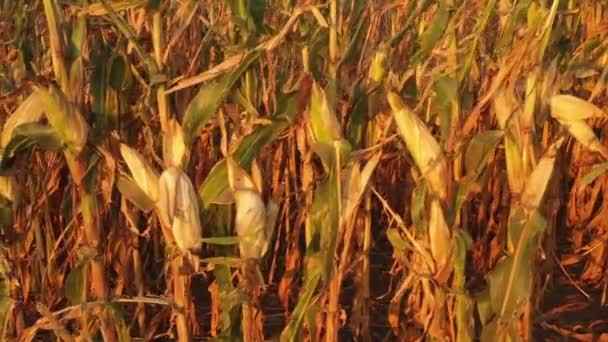 Концепция урожая и сельского хозяйства, беспилотник, летающий над полем свежей кукурузы . — стоковое видео