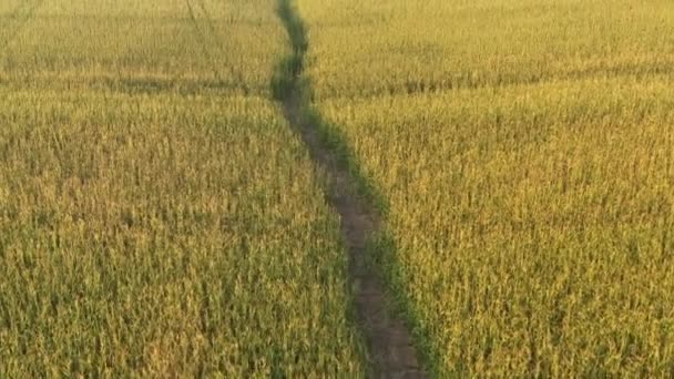 Koncept plodin a zemědělství, dron letící nad poli čerstvé kukuřice. — Stock video