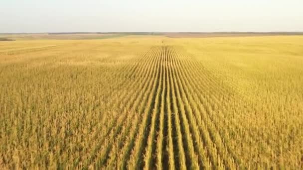 Concepto de cultivo y agricultura, dron volando sobre el campo de maíz fresco . — Vídeo de stock