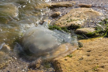 Fırtınadan sonra azak denizi kıyılarında ölü denizanası karaya atıldı..