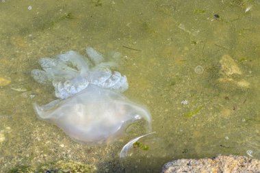 Fırtınadan sonra azak denizi kıyılarında ölü denizanası karaya atıldı..