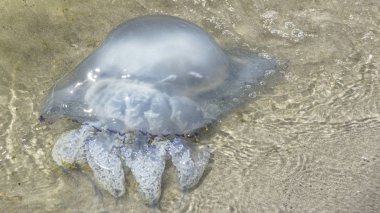 Fırtınadan sonra azak denizi kıyılarında ölü denizanası karaya atıldı..