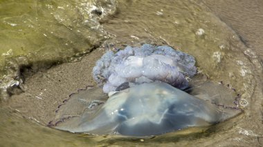 Fırtınadan sonra azak denizi kıyılarında ölü denizanası karaya atıldı..