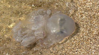 Fırtınadan sonra azak denizi kıyılarında ölü denizanası karaya atıldı..