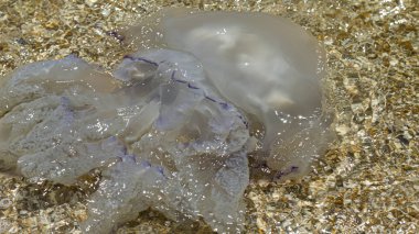 Fırtınadan sonra azak denizi kıyılarında ölü denizanası karaya atıldı..