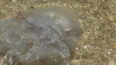 Fırtınadan sonra azak denizi kıyılarında ölü denizanası karaya atıldı..