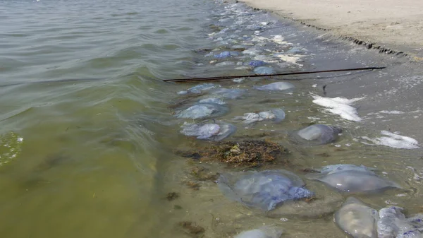 Dead jellyfish were thrown ashore after the storm, on the shores of the Azov Sea.