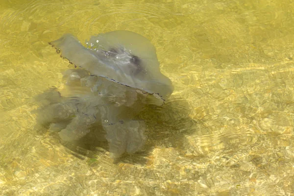 Ubur-ubur yang mati terlempar ke darat setelah badai, di tepi Laut Azov . — Stok Foto