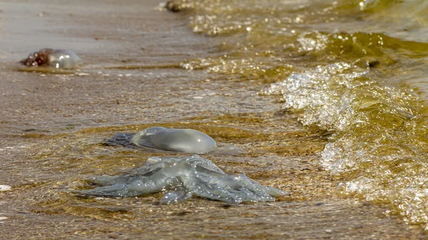 Dead jellyfish were thrown ashore after the storm, on the shores of the Azov Sea.