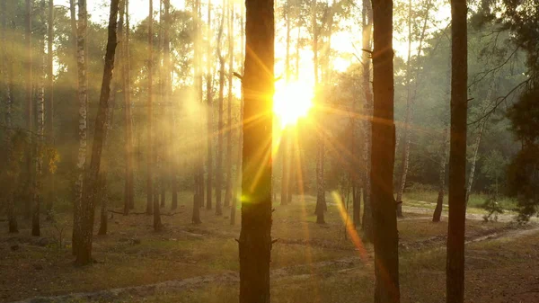 All'alba nella foresta, i raggi del sole si fanno strada nella nebbia, creando un grande volume nella cornice. Concetto, pace e meditazione . — Foto Stock