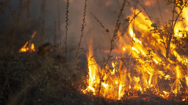 Se arrastra de noche, emitiendo muchos gases de efecto invernadero en el aire, lo que representa una amenaza para el medio ambiente — Foto de Stock