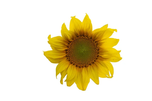 Żółty kwiat słonecznika. Zbliżenie na białym tle — Zdjęcie stockowe