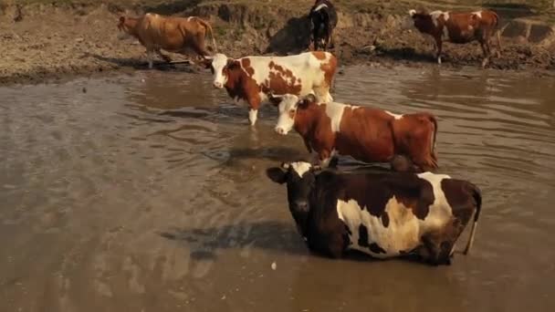 Cows at a watering hole on a hot summer day. The shores of the lake turn yellow because they are burnt out by the drought — 비디오