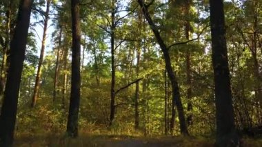 Kalın yeşil çalılıklarla yaz ormanlarında yürüyüş yolu. Bir İHA 'dan ateş etmek