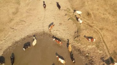 Cows at a watering hole on a hot summer day. The shores of the lake turn yellow because they are burnt out by the drought