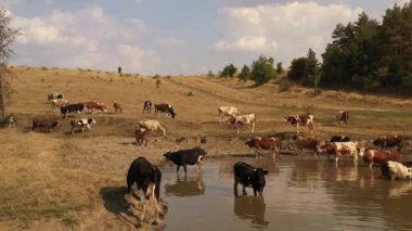Cows at a watering hole on a hot summer day. The shores of the lake turn yellow because they are burnt out by the drought