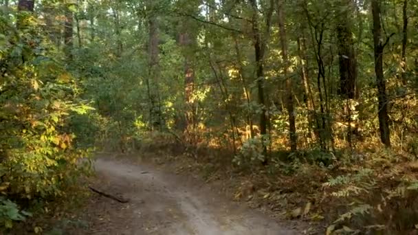 Trilha de caminhada na floresta de verão da manhã, com vegetação rasteira. Tiroteio de um drone — Vídeo de Stock