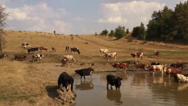 Cows at a watering hole on a hot summer day. The shores of the lake turn yellow because they are burnt out by the drought — 비디오