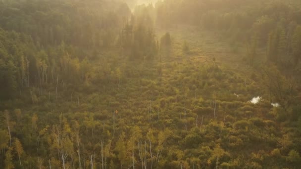 Een drone vliegt vroeg in de ochtend over een zomers wazig bos. De zonnen stralen snijden door de mist. — Stockvideo