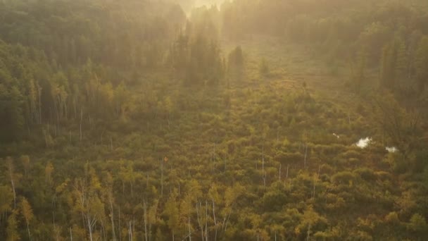 Un dron volando sobre un bosque borroso de verano temprano en la mañana. Los rayos del sol cortan la niebla . — Vídeo de stock