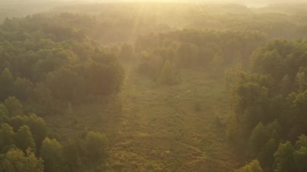 Een drone vliegt vroeg in de ochtend over een zomers wazig bos. De zonnen stralen snijden door de mist. — Stockvideo