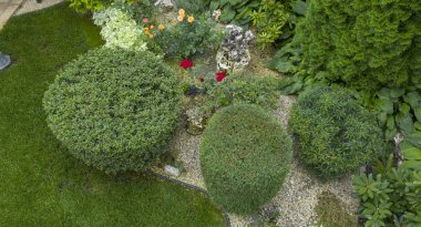 Yeşil ardıç çalı silindir şeklinde kesilmiş, peyzaj kullanımı