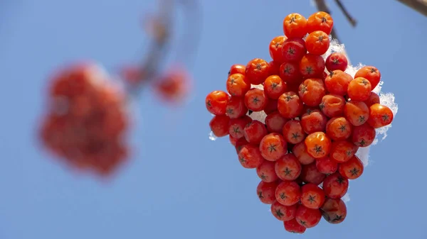 Bagas de cinza de montanha madura de laranja em um ramo nevado — Fotografia de Stock