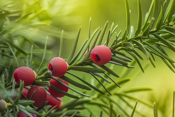 Yew, zralý červený bobule na větvi, zelené pozadí. — Stock fotografie