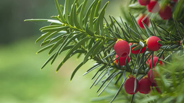 Eibe, reife rote Beeren auf einem Zweig, grüner Hintergrund. — Stockfoto