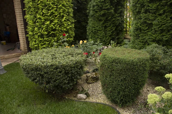 Green juniper bush trimmed in cylinder shape, use in landscaping