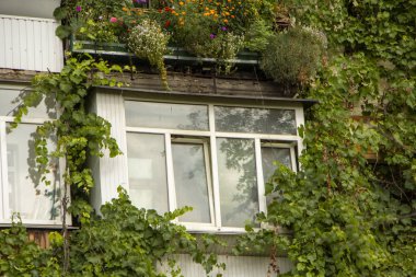 Bir apartmanın duvarında üzüm, yeşil şehir konsepti.