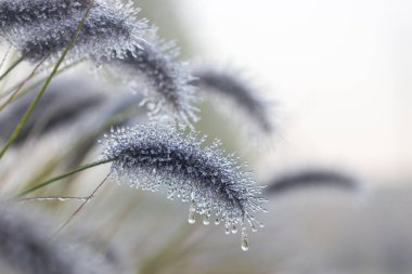 Pennisetum dikenleri buza buza buza buza buza bulanmış. Yakın plan.