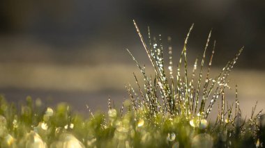 Buzun içinde çimen, makro fotoğraf. Soğutma konsepti.
