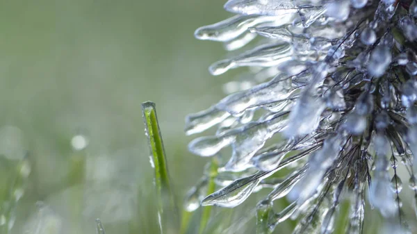 Picos de pennisetum em geada e gelo. Close-up — Fotografia de Stock