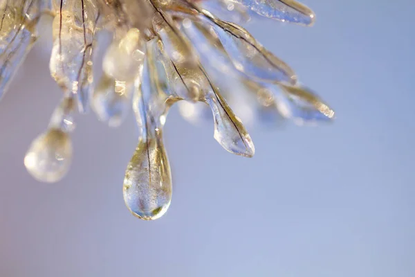 Picos de pennisetum en las heladas y el hielo. Primer plano — Foto de Stock